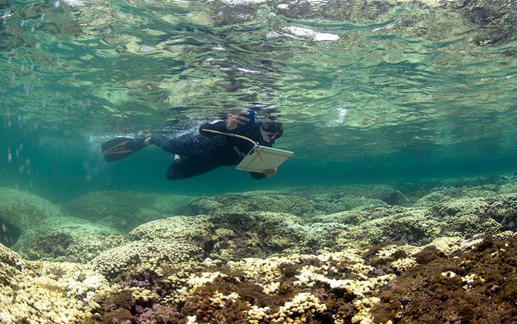 File:Coral Bleaching in Hawaii.jpg