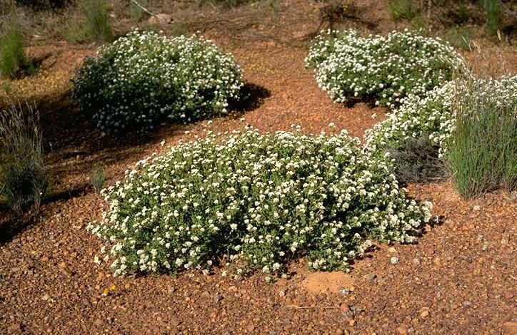 File:Darwinia capitellata habit.jpg