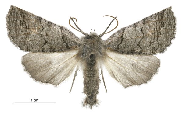 File:Declana griseata female.jpg