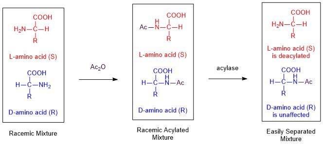 File:Enzymatic Resolution.jpg