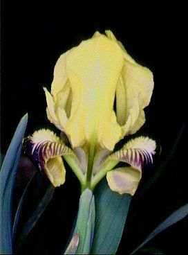 File:Iris pseudopumila02.jpg