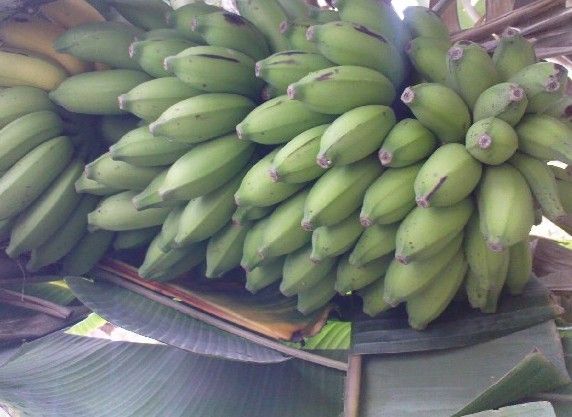 File:K.Pudur Village Banana tree showing fruits 3.jpg