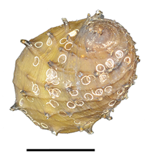 File:Neritina juttingae shell 2.png