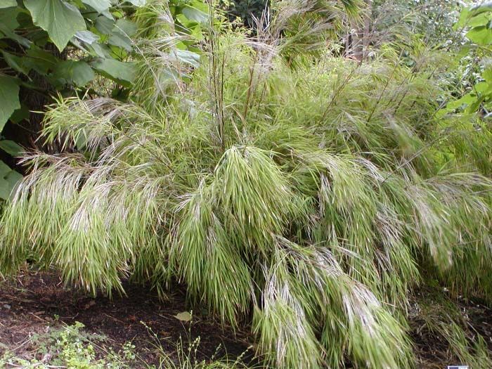 File:Otatea acuminata whole.jpg