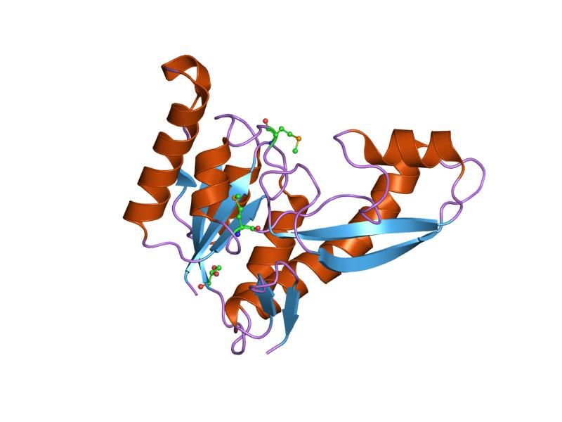 File:PDB 1zlx EBI.jpg