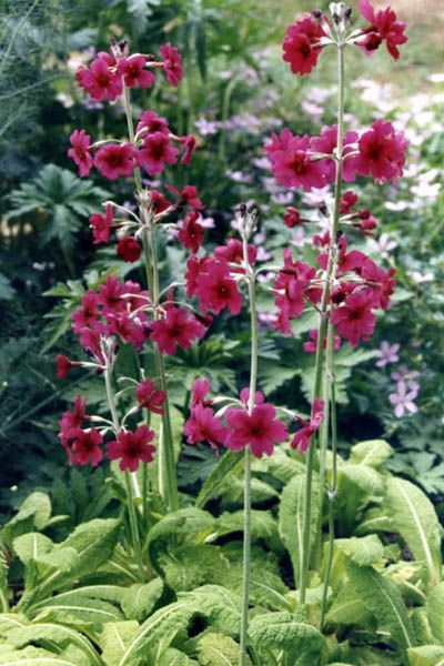 File:Primula pulverulenta 1.jpg