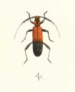 File:Pseuderos nigripes 1894.jpg