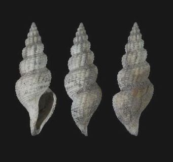 File:Rimosodaphnella textilis 001.jpg