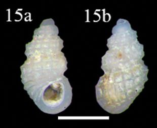 File:Simulamerelina caribaea (10.3897-zookeys.779.24562) Figure 3 (cropped).jpg