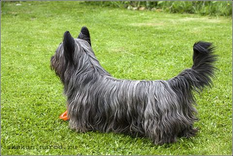 File:Skye terrier stailij William Willi.jpg