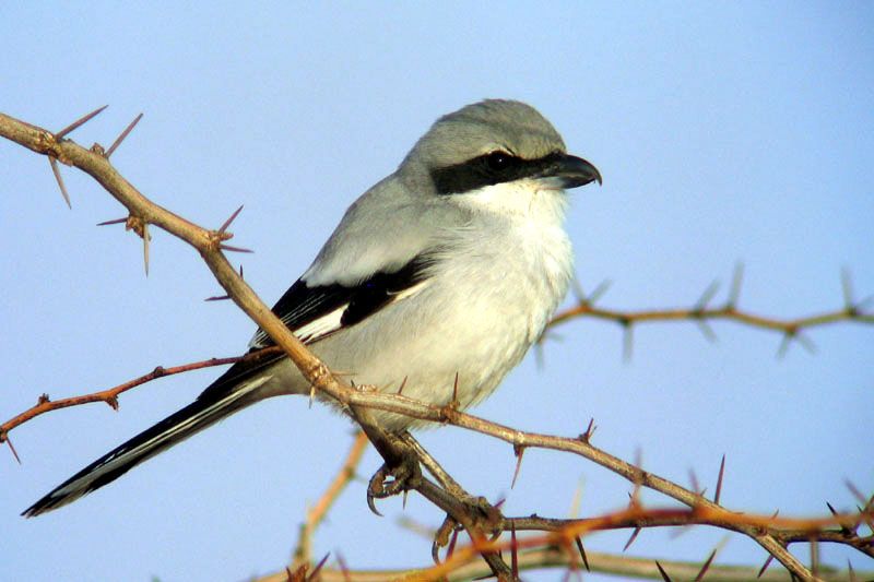 File:Southern grey shrike.jpg