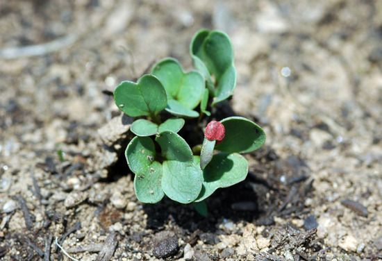 File:Sprouting chonggakmu(chonggak radish).jpg