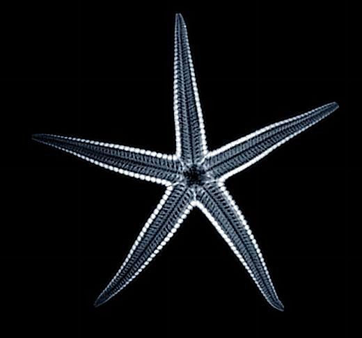 File:Starfish Roentgen X-Ray 01 Nevit.jpg