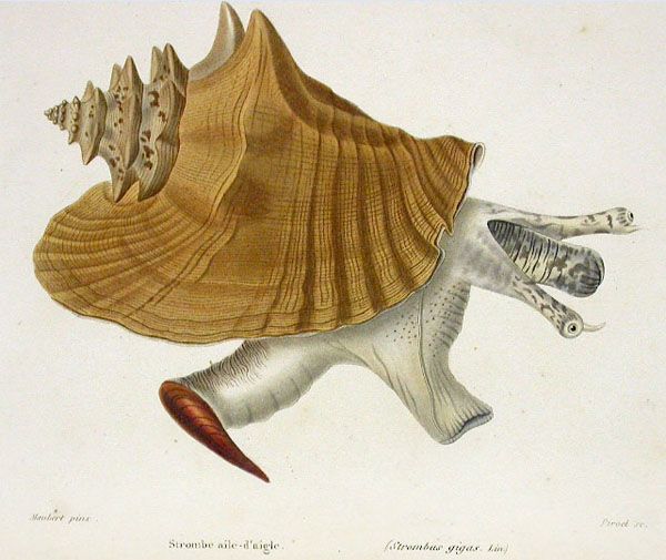 File:Strombus gigas Kiener 1843.jpg