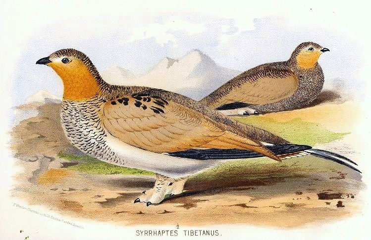 File:Syrrhaptes tibetanus.jpg