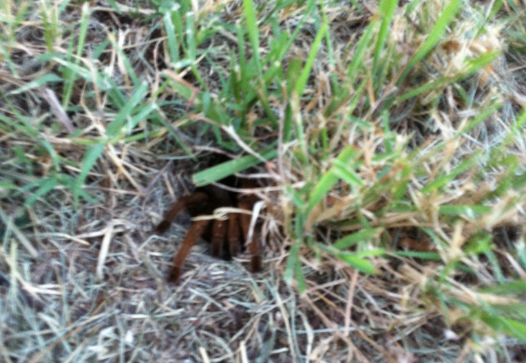 File:Tarantula in burrow.png