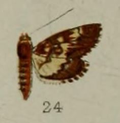 File:24-Syngamia dentilinealis Hampson, 1898-(Java).JPG