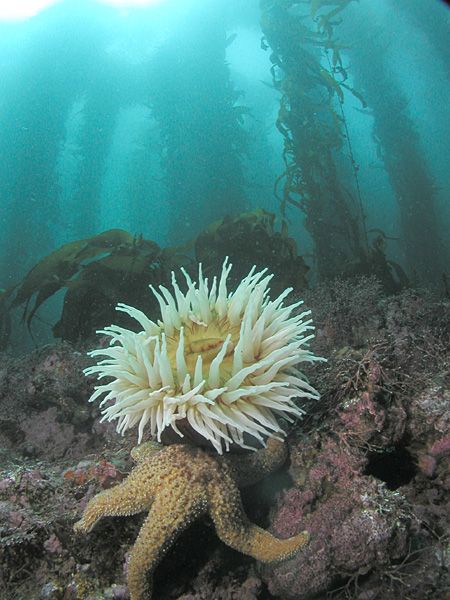 File:Anemone and seastar in kelp forest.jpg