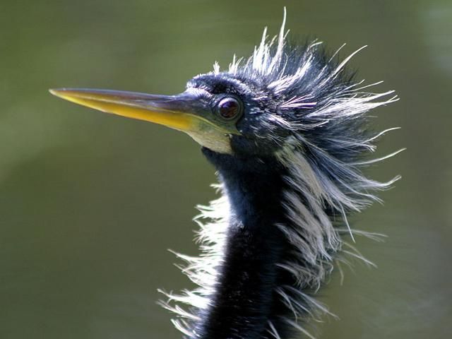 File:Anhinga male in breeding plumage.jpg