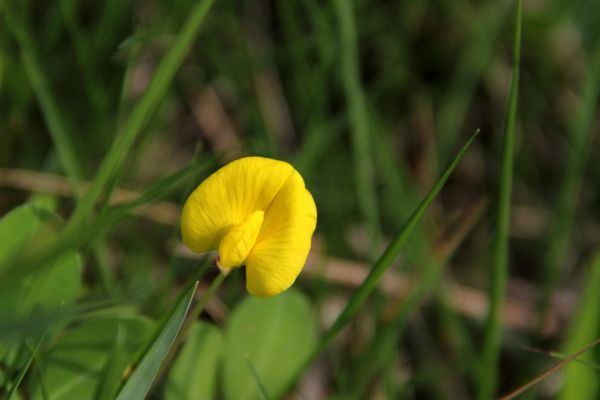 File:Arachis duranensis 1.jpg