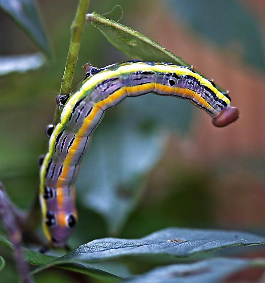 File:Black-spotted Prominent - Hodges-7957 (Dasylophia anguina).jpg