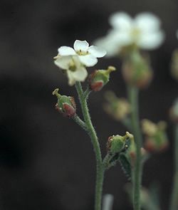 File:Braya pilosa 01.jpg