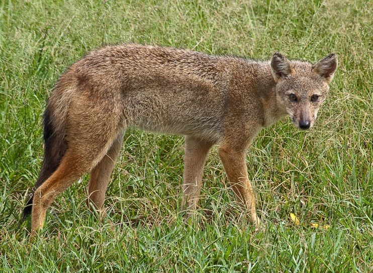 File:Canis adustus Kidepo National Park.jpg