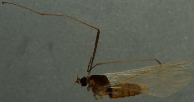 File:Cheilotrichia areolata.jpg