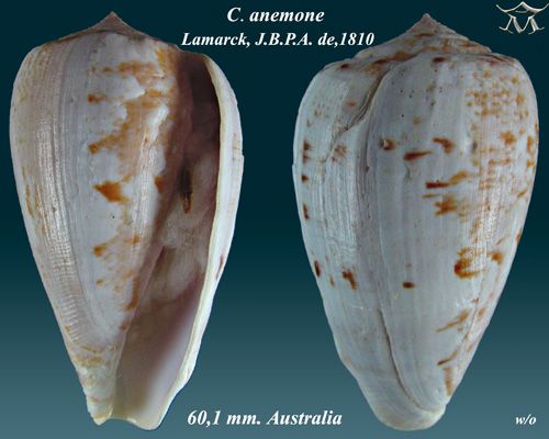 File:Conus anemone 1.jpg