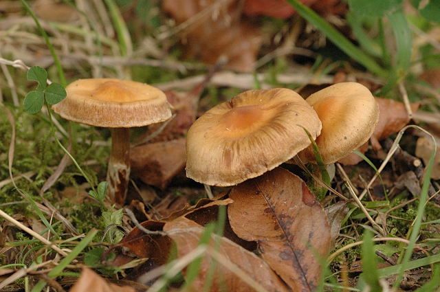 File:Cortinarius.hinnuleus.-.lindsey.jpg