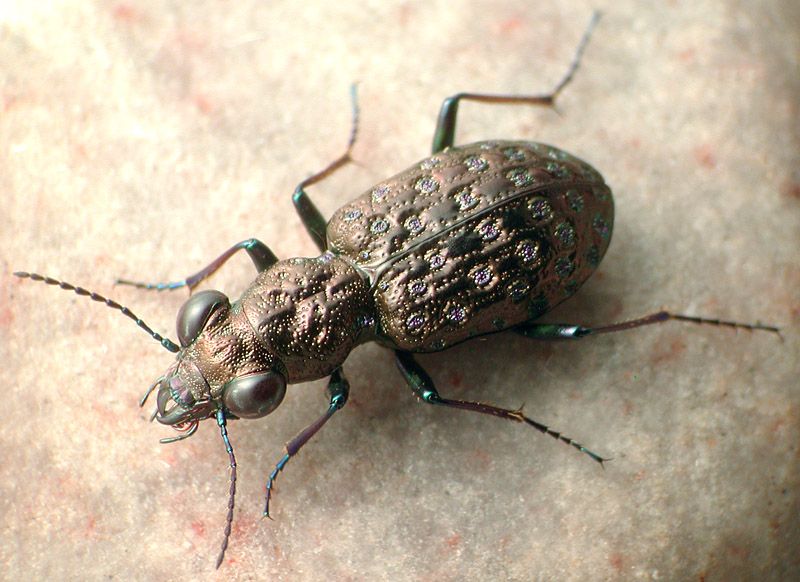 File:Elaphrus cicatricosus.jpg