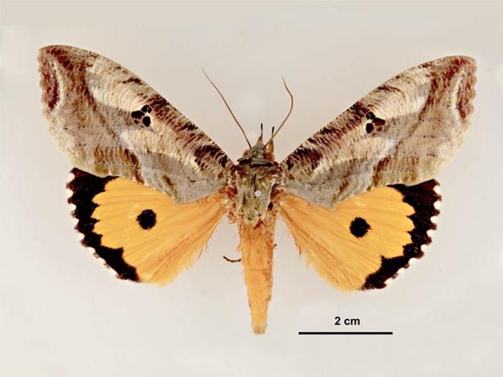 File:Eudocima materna male dorsal.jpg