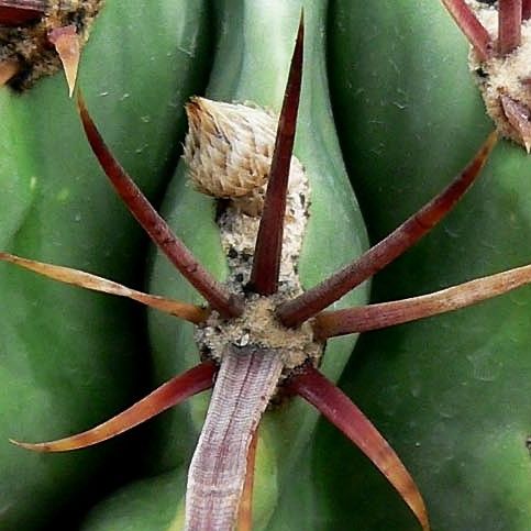 File:Ferocactus recurvus 1000.jpg