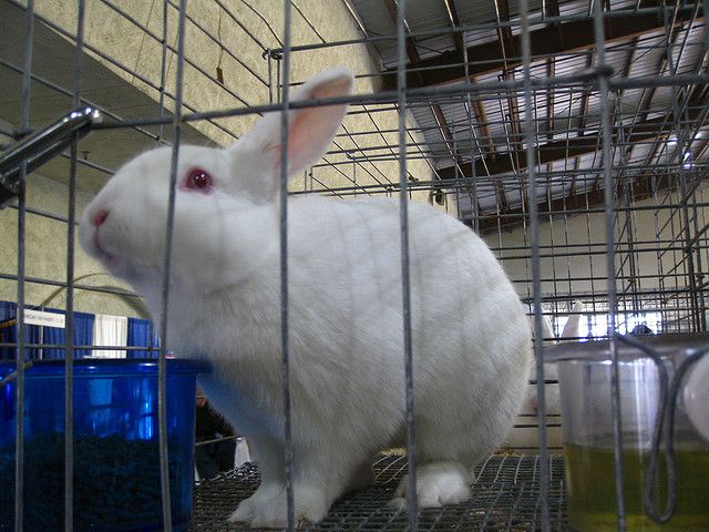 File:Floridawhiterabbit.jpg