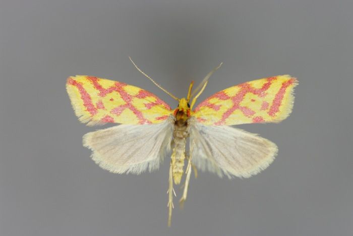 File:Hypercallia citrinalis M.jpg