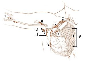 File:Illu lymph chain03.jpg