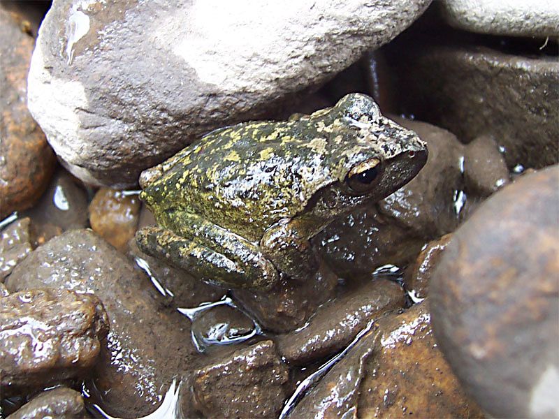 File:Lesueur's Tree Frog (Litoria lesueuri).jpg