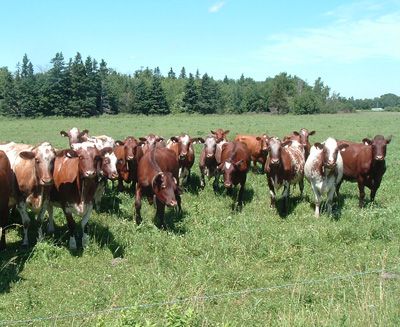 File:Milking shorthorns.JPG