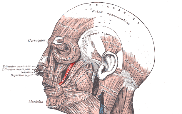 File:Musculuszygomaticusminor.png