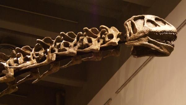 File:Nuoerosaurus chaganensis head.JPG