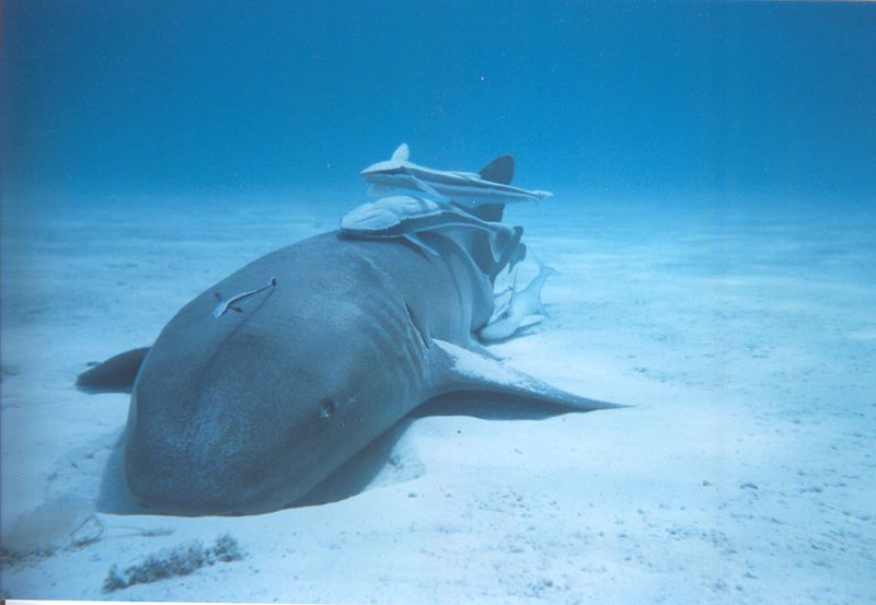 File:Nurse shark with remoras.jpg