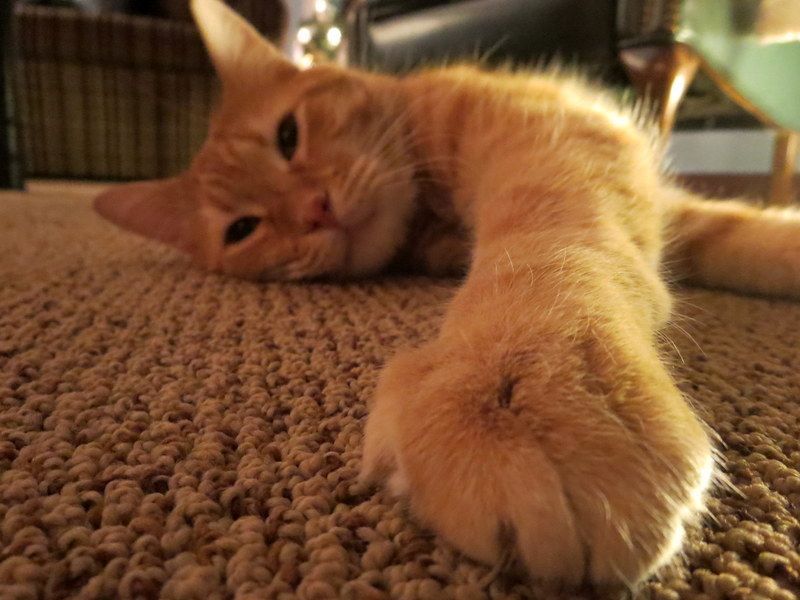 File:Orange Tabby Cat Reaching on Carpet.JPG