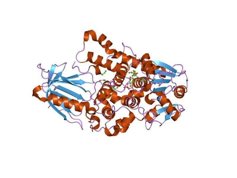 File:PDB 1zvr EBI.jpg