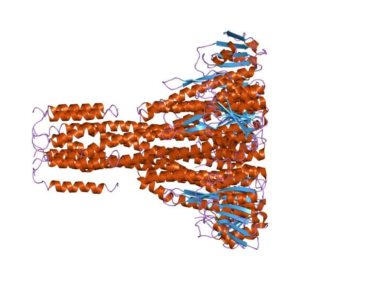 File:PDB 2bbj EBI.jpg