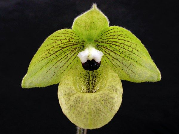 File:Paphiopedilum malipoense.jpg