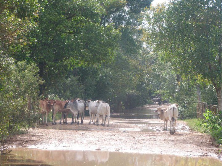 File:Parque nacional Aguaro-Guariquito 051.jpg