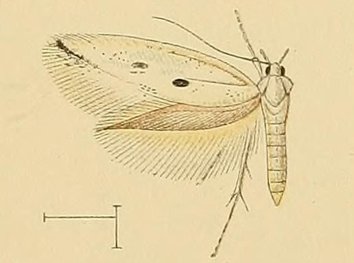 File:Perittia echiella1.JPG