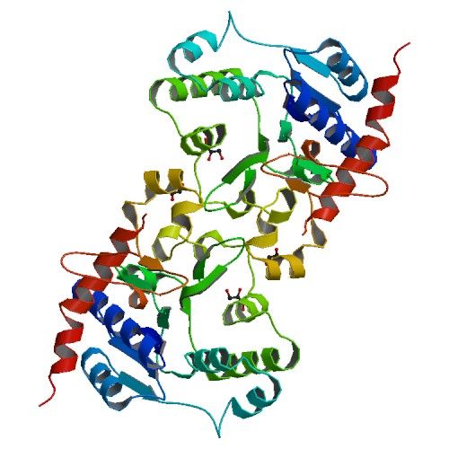 File:Rabbit muscle glycogenin structure.jpg