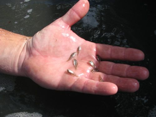 File:Red drum fish fry.jpg