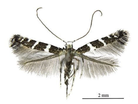 File:Telamoptilia grewiae.jpg